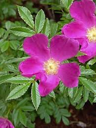 Visa kibuvits (Rosa * rugotida)