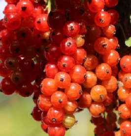 Punane sõstar ´Rote Splätlese´ (Ribes rubrum)