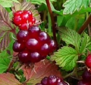 Mesimurakas ´Kaansoo´ (Rubus articus)