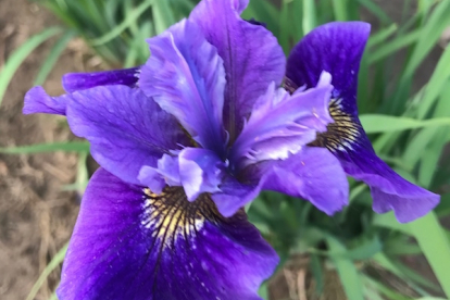 Siberi võhumõõk ´Ruffled velvet´ (Iris sibirica)