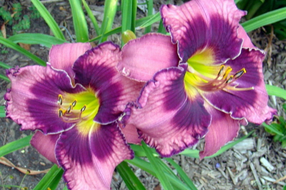 Päevaliilia ´Russian ragtime´ (Hemerocallis)