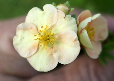 Põõsasmaran ´Saiko wo wichi´ (Potentilla fruticosa)