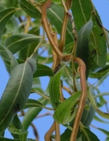 Keerdremmelgas (Salix erythroflexuosa)