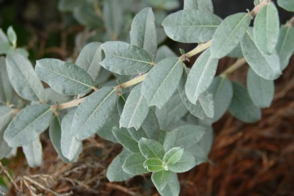 Sinihall paju ´Haltia´ (Salix glauca var.callicarpaea)