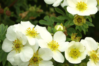 Põõsasmaran ´Sandved´ (Potentilla fruticosa)