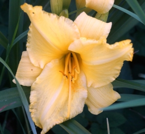 Päevaliilia ´Sanito´ (Hemerocallis)