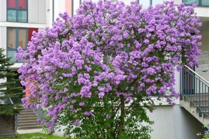 Ruaani sirel ´Saugeana´ (Syringa * chinensis)