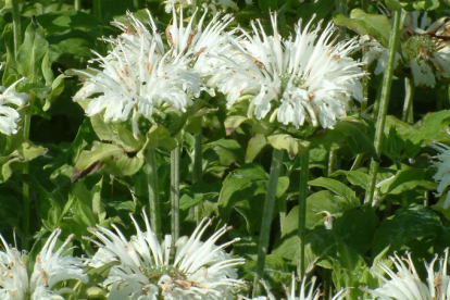 Monarda ´Schneewittcheri´ (Monarda)