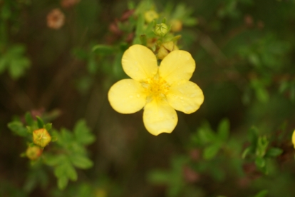 Põõsasmaran ´Selline olen´ (Potentilla fruticosa)