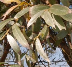 Hõberemmelgas ´Sericea´ (Salix alba)