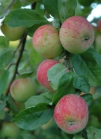 Aedõunapuu ´Sügisjoonik´ (Malus domestica)  - kuni 0,5 m kõrgune okulaat