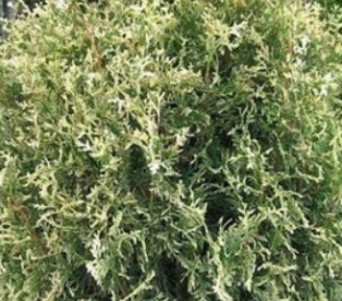 Harilik elupuu ´Sherwood Frost´ (Thuja occidentalis)