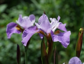 Siberi võhumõõk ´Sibtosa Queen´ (Iris sibirica)