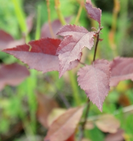 Iluõunapuu ´Sikka´ (Malus)