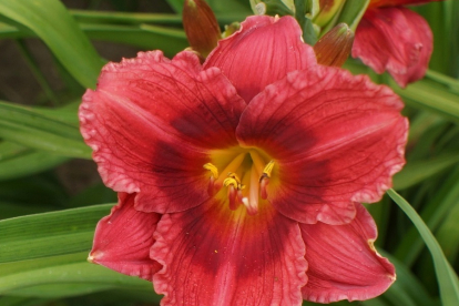 Päevaliilia ´Siloam Jim Cooper´ (Hemerocallis)