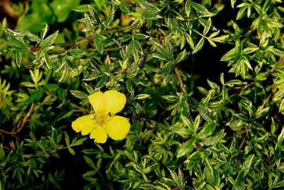 Põõsasmaran ´Silver Moon´ (Potentilla fruticosa)