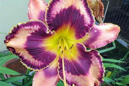 Päevaliilia ´Simmon´s Overture´ (Hemerocallis)