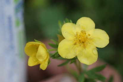 Põõsasmaran ´Sing-song´ (Potentilla fruticosa)