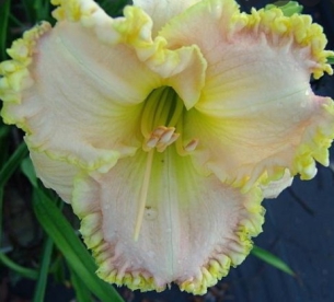 Päevaliilia ´Singular Sensatsion´ (Hemerocallis)