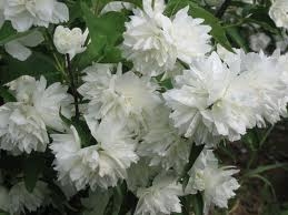 Ebajasmiin ´´Snezkaja Burja´ (Philadelphus)