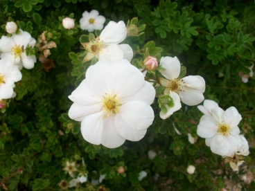 Põõsasmaran ´Snowbird´ (Potentilla fruticosa)