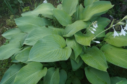 Hosta ´Snowden´ (Hosta) - hiigelsuur