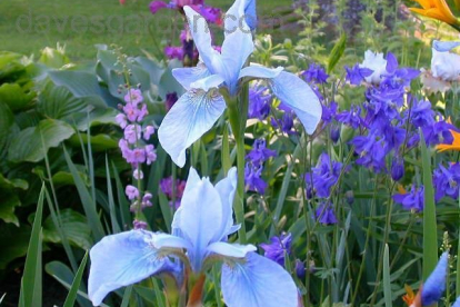 Siberi võhumõõk ´Soft Blue´ (Iris sibirica)