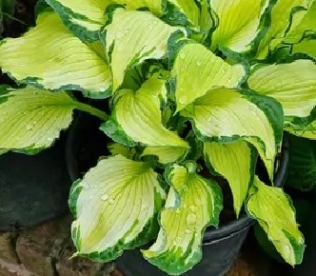 Hosta ´Something Different´ (Hosta)