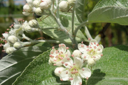 Tiibeti pihlakas ´John Mitchell´ (Sorbus thibetica)