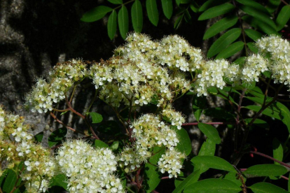 Ameerika pihlakas (Sorbus americana)