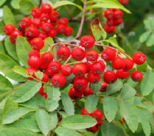 Pihlakas ´Angrii´ (Sorbus auuparia)