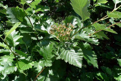 Austria pihlakas (Sorbus austriaca)