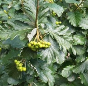 Kaukaasia pihlakas (Sorbus caucasica)