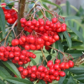 Hilispihlakas (Sorbus commixta´Serotina´ )