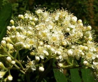 Pihlakas ´Cupper Glow´ (Sorbus)