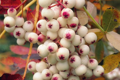 Foresti pihlakas (Sorbus forestii)