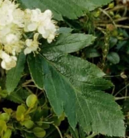 Süstlehine pihlakas (Sorbus lancifolia)