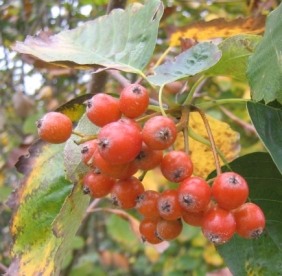 Laialeheline pihlakas (Sorbus latifolia)