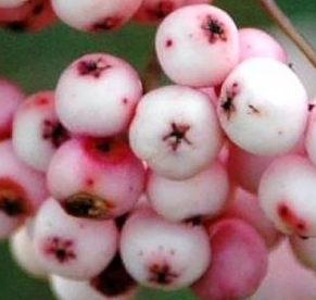 Pihlakas ´Pink Veil´ (Sorbus)