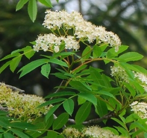 pohuašani pihlakas (Sorbus pohuashanensis)