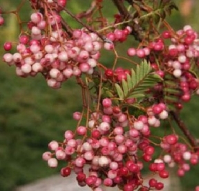 Pihlakas ´Rose Glow´ (Sorbus)