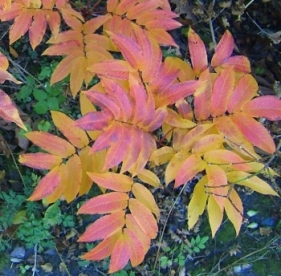 Sargenti pihlakas (Sorbus sargentii)