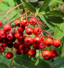 Siberi pihlakas (Sorbus sibirica)