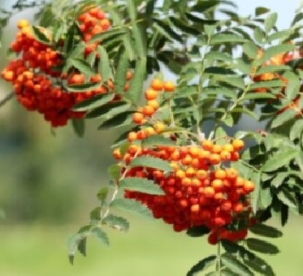 Pihlakas ´Vermiljon´ (Sorbus)