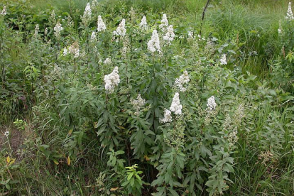 Valge enelas (Spiraea alba)