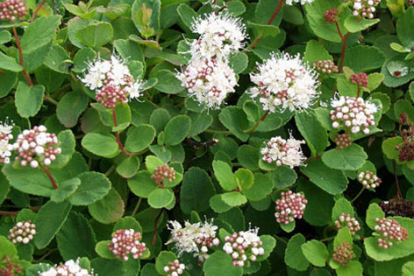 Enelas ´Lumikki´ (Spiraea)