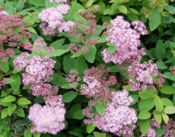 Jaapani enelas ´Odensala´ (Spiraea japonica)