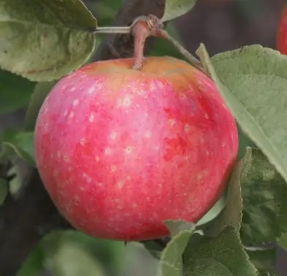 Aedõunapuu ´Sõstraroosa´ (Malus domestica) - kuni 0,5 m okulaat