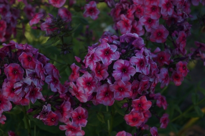 Aedfloks ´Star and Straipe´ (Phlox paniculata)