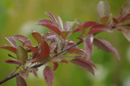 Iluõunapuu ´Stenstorm´ (Malus)